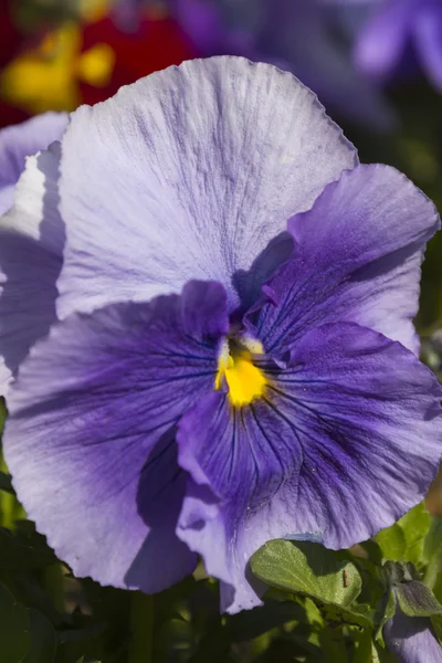 Primavera de cor violeta — Fotografia de Stock