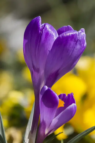 Colchicum i trädgården — Stockfoto