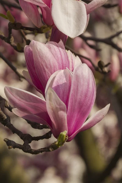 꽃 목련 나무 — 스톡 사진