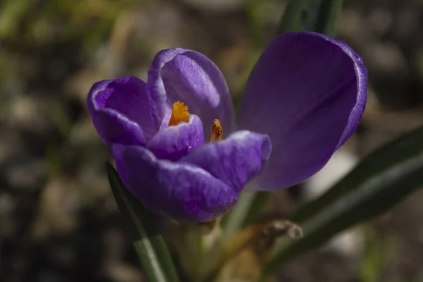 Colchicum a kertben — Stock Fotó