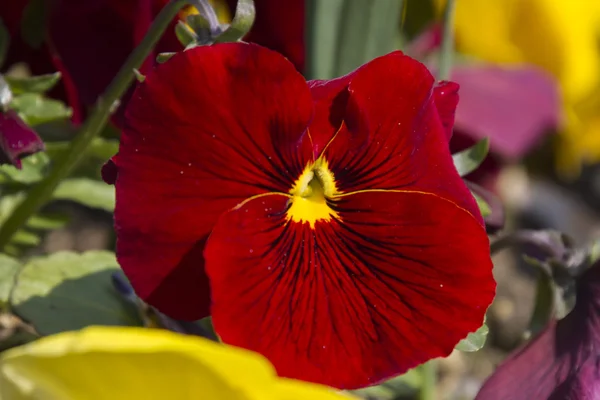 Primavera de cor violeta — Fotografia de Stock