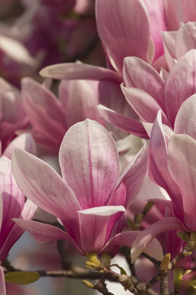 Árbol de magnolia floreciente — Foto de Stock