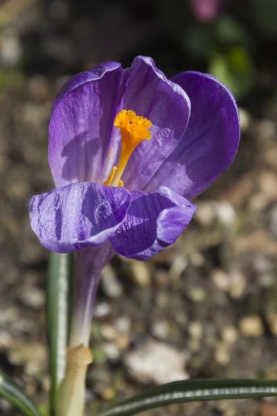 Colchicum i trädgården — Stockfoto