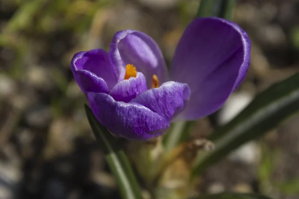 Colchicum no jardim — Fotografia de Stock