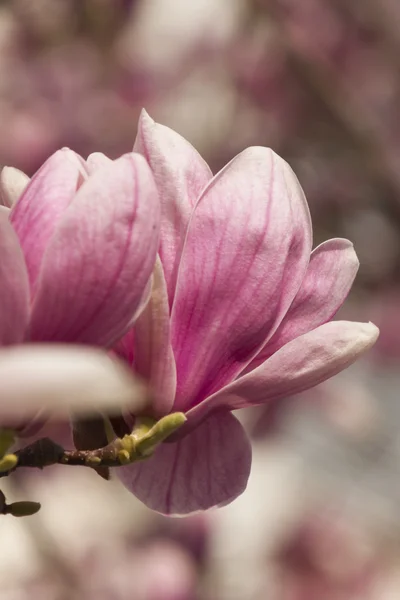 Bloeiende Magnoliaboom — Stockfoto