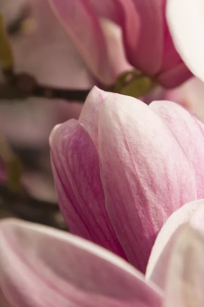 Flowering magnolia tree — Stock Photo, Image