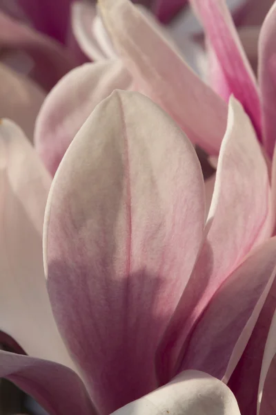 Flowering magnolia tree — Stock Photo, Image