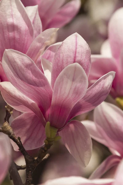 Magnolia à fleurs — Photo