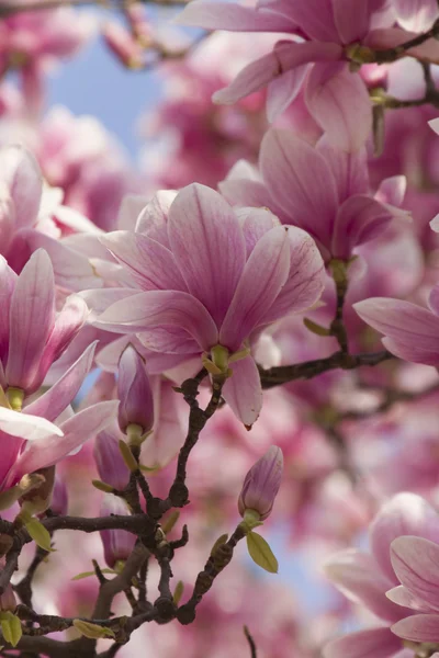 Árvore de magnólia florescente — Fotografia de Stock