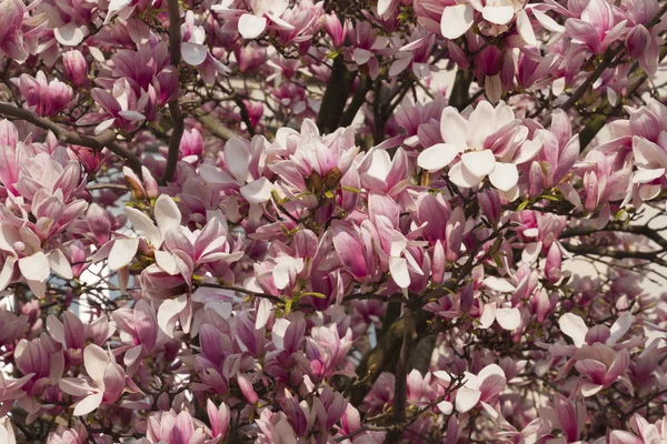 Blühender Magnolienbaum — Stockfoto