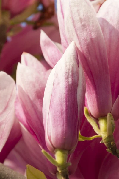 Árbol de magnolia floreciente — Foto de Stock