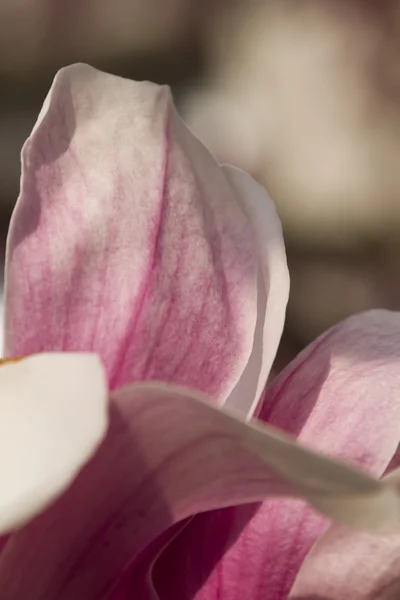 Flowering magnolia tree — Stock Photo, Image