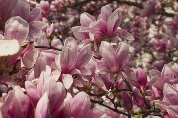 çiçekli Manolya ağacı