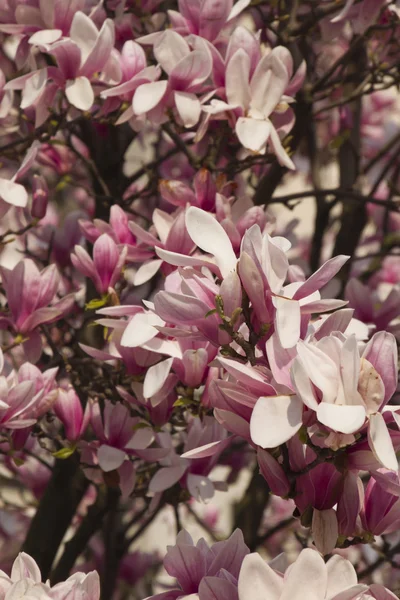 çiçekli Manolya ağacı