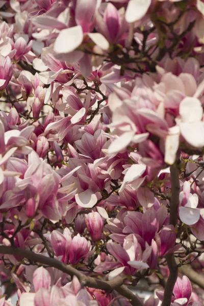 Árvore de magnólia florescente — Fotografia de Stock