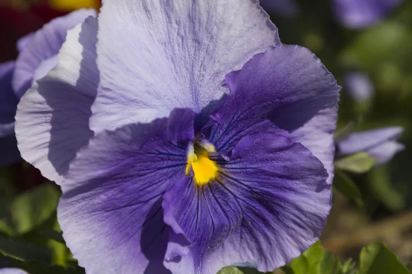 menekşe renkli bahar