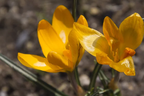 Colchicum en el jardín — Foto de Stock