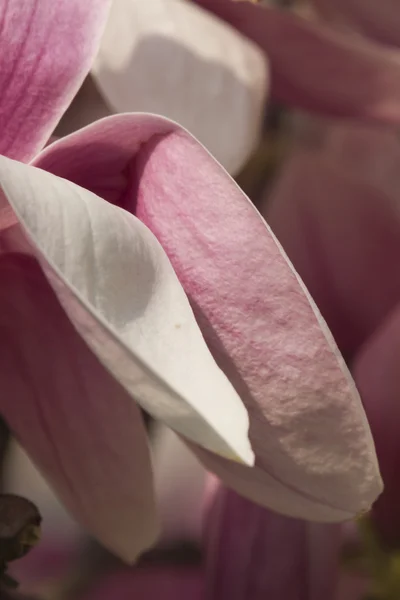 Magnolia à fleurs — Photo