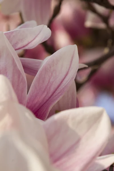 Bloeiende Magnoliaboom — Stockfoto