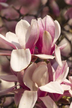 çiçekli Manolya ağacı