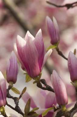 çiçekli Manolya ağacı