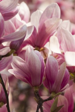 çiçekli Manolya ağacı