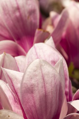 İlkbaharda açan manolya çiçekleri