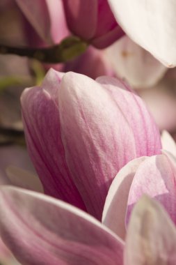 İlkbaharda açan manolya çiçekleri