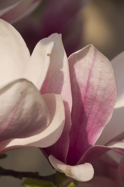 Árvore de magnólia florescente — Fotografia de Stock