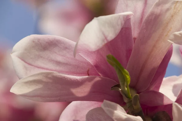 Blommande magnoliaträd — Stockfoto