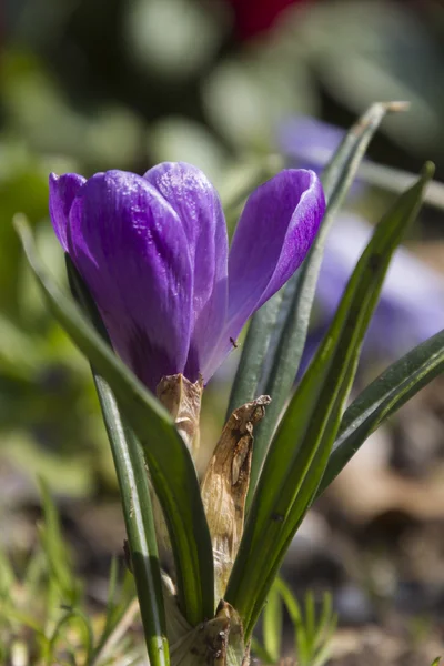 Colchicum i trädgården — Stockfoto