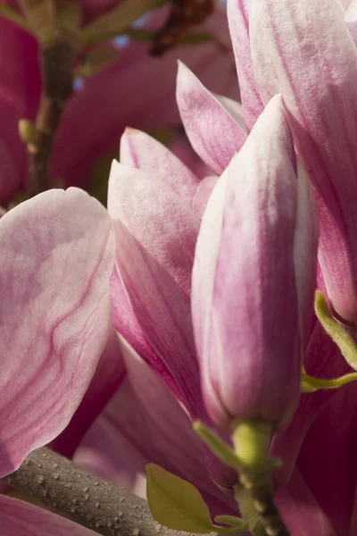 Magnolia à fleurs — Photo