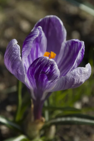 Colchicum i trädgården — Stockfoto