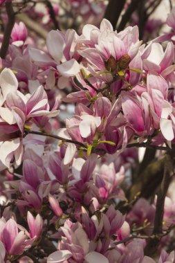 İlkbaharda açan manolya çiçekleri