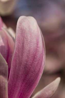 İlkbaharda açan manolya çiçekleri