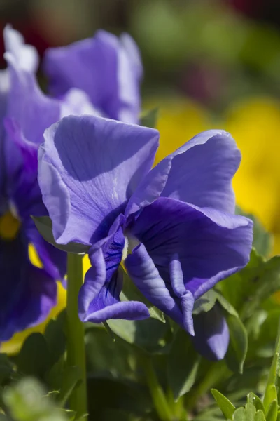 Colchicum bahçede — Stok fotoğraf