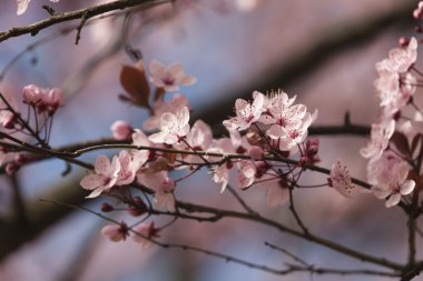 ağaç üzerinde pembe çiçekler