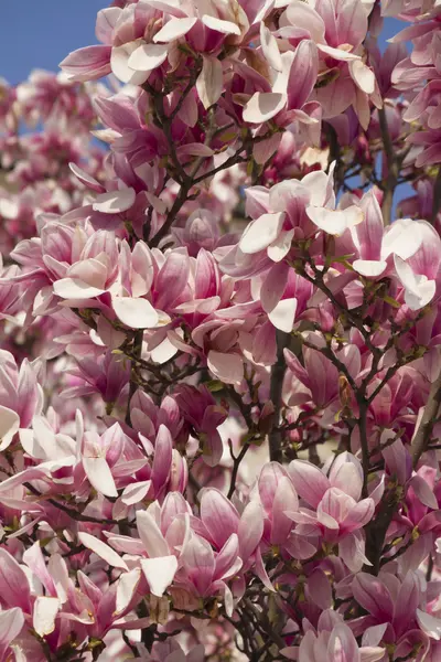 Blühende Magnolienblüten im Frühling — Stockfoto