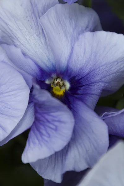 Violeta no jardim — Fotografia de Stock