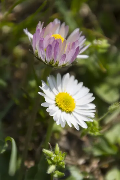 Daisy in the meadow — Stock Photo, Image