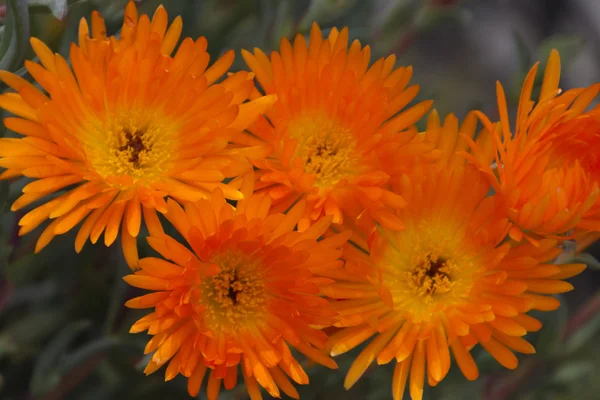 Asterbloem in de tuin — Stockfoto