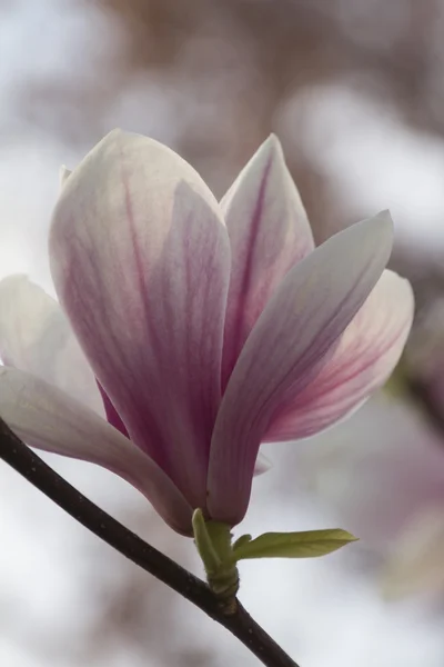 Árvore de magnólia florescente — Fotografia de Stock