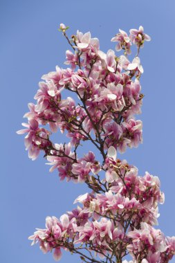 ağaç üzerinde pembe çiçekler