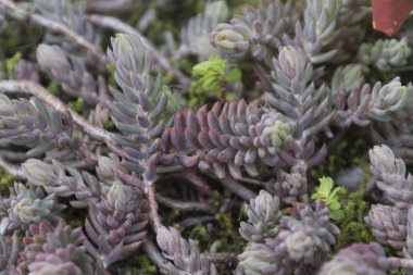 Bahçedeki sulu bitkiler.