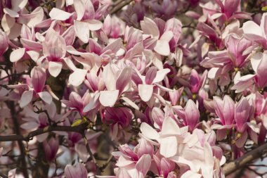 İlkbaharda açan manolya çiçekleri