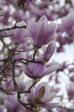İlkbaharda açan manolya çiçekleri