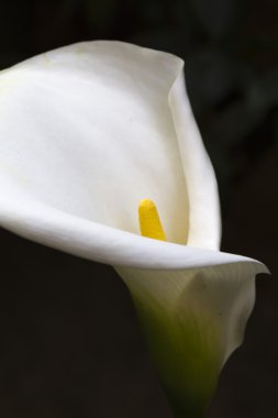 Calla lily bahçede