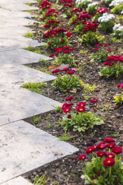 Bellis lerdeki papatya bahçesinde