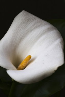Calla lily bahçede