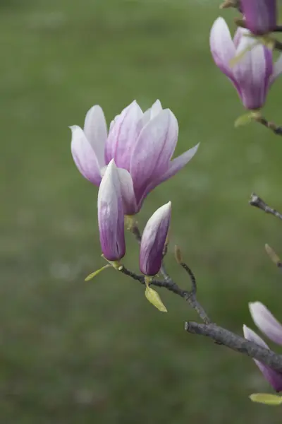 Flores de magnólia florescendo na primavera — Fotografia de Stock